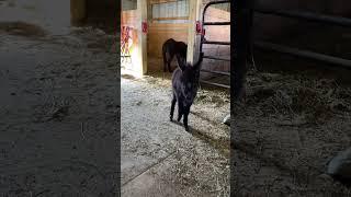 Amari, cutest baby donkey ever! #shorts #farmlife #animals #amari #cute #donkey