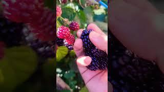 harvesting blackberries #happy #satisfying #shortvideo #fruit #farming #pickingberries #trending