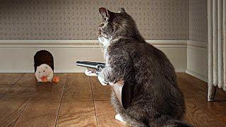 You Laugh You Lose  Best Funny Animals 2024 