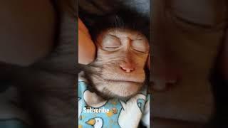 Обезьяна пришла на массаж #shorts
