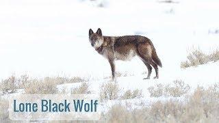 Wonderful Wyoming Wildlife - Lone Black Wolf