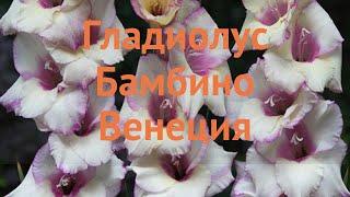 Гладиолус бамбино Венеция (gladiolus)  Венеция обзор: как сажать, луковицы гладиолуса Венеция