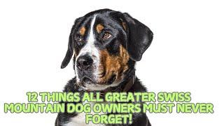 12 Things All Greater Swiss Mountain Dog Owners Must Never Forget! 