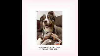 I just felt like editing her for some reason lol | #dogs #dogedit #dogedits #doglover