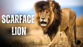 Legendary Lion Scarface & The Story of His Scar | The Rise & Fall of World Famous Lion