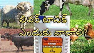 పశువుల్లో లివర్ టానిక్ అవసరమా..?? | Liver Tonic really needed in Buffaloes, Cows, Goats Telugu #liv