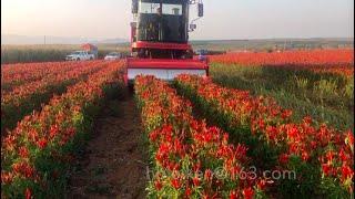 chili harvester hot chilli reaper pick machine red chile pepper