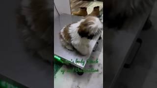#Shih tzu cute dog##Coco 's body checkup & vaccination#