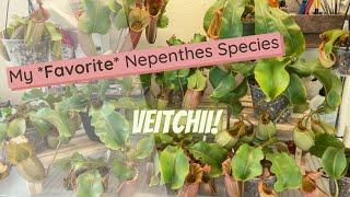 Nepenthes Veitchii Spotlight