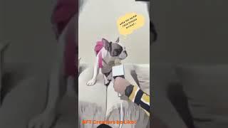 French Bulldog Meme #trendingshorts #funny #meme #nft #frenchbulldog #nftmemes