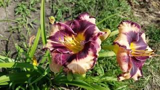 Лилейник Rock Solid_ Daylily (Hemerocallis 'Rock Solid')