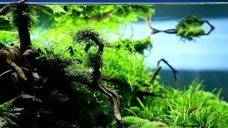 120cm Nature Aquarium by Mark Evans