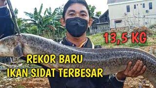 Rekor Baru Dapat Ikan Sidat Terbesar || bikin heboh para warga