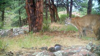 Mountain Lion Caterwauling for Mate