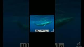 Animals That Came Back From Extinction #shorts