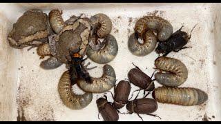 Hunting One Strang Bumblebee, Some Huge Black Beetles, Many white Worms and Bullfrogs #insects #pet