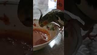 Коли пташка оцінила твій борщ  #корелла #папуга #parrot #pet