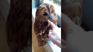 She Raised a Wild Owl. But He Had to Leave. #tailtales #emotionalanimals #owlstory #voiceover