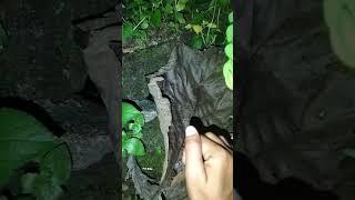 What kind of animal is that really scary? #shortvideo #nature #nest #birds #woodscraft #animals