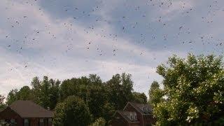 Swarm of Angry Bees Taking Over My Yard