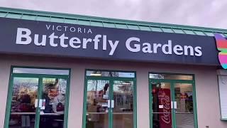 VICTORIA  BUTTERFLY GARDEN in B.C. Canada is one of the best places to visit.