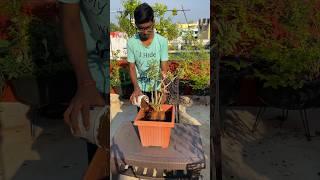 How to grow adenium plant 🪴