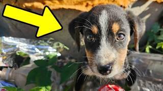 The Heartwarming Rescue of a Stray Puppy in Need