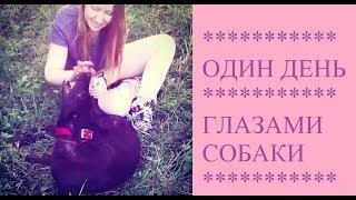 ОДИН ДЕНЬ ИЗ ЖИЗНИ СОБАКИ // ГЛАЗАМИ СОБАКИ!