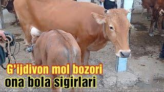 G'ijdivon mol bozori ona bola sigirlar narxlari 25/08/2021