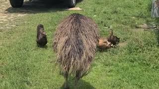 Meeting an Emu on a Farm