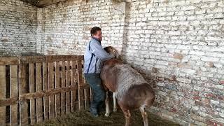 Гисарский элитный кочкор