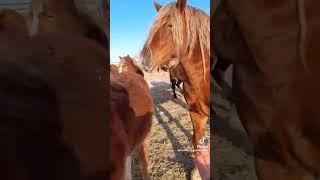 Русский тяжеловоз  #РусскийТяжеловоз #конныймир #тяжеловоз