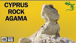 LIZARDS OF CYPRUS | AMPHIBIANS | LIZARDS | WILDLIFE | CYPRUS ROCK AGAMA | MARCH 2024