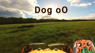 trying to get a Cineamtic FPV Shot of my Dog with the Runcam Thumb 2 | Hexa