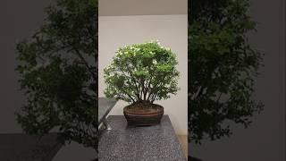 Half a year of work in 15 secs#bonsai #fyp #fy #diy #free #daily #inspiration #garden #spirea #Bu