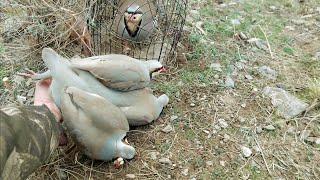 Partridge hunting Keklik avi Охота кеклики Chukar avi Шикори кабк Keklik sesi شکار کبک Kabk shikar