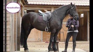 Teaching the collected canter to my Friesian horse