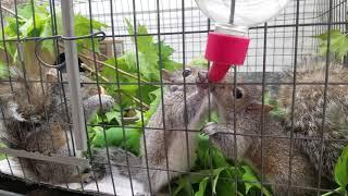 05-17-2018 Baby squirrels discover the water bottle