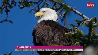 Sakrifica e shqiponjës tonë!