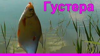 41-Fishing on the river with a float, maggot bait, bread, catching roach, crucian carp, underwater