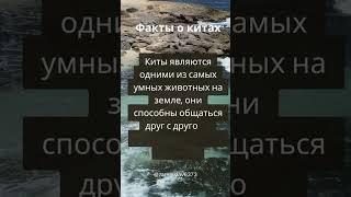 Интересные факты о китах