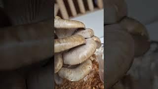 Harvesting oyster mushrooms #homegrown #oystermushroom #healthy #first #harvest #happy #cute #short