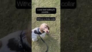 Training your dog with love, patience & kindness yields real results #forcefree #dogtraining