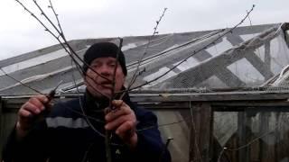 Урок 8.Потрясающие уроки обрезки сада.! Все по классической науке.ПОДПИШИСЬ!
