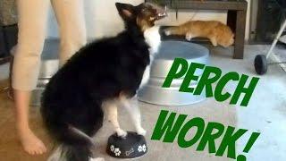 Teach Your Dog "Pivot" or "Perch Work!"