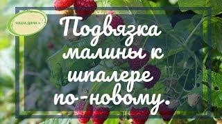 Малина к шпалерам по-новому. Видищев Геннадий.