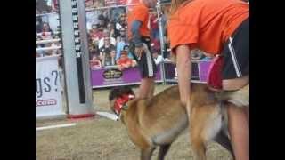 2013 Plant City Strawberry Festival JUMP! Dog Show Part 6