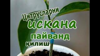 Цитрусларни пайванд қилиш. Искана пайванд усули. Прививка(расщеп) цитрусовых