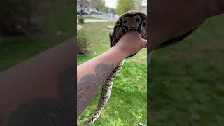 #ballpython #python #snakeshorts #reptileshorts