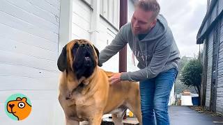 235-Pound Mastiff Still Acts Like A Tiny Puppy | Cuddle Buddies